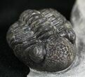 Rare Eifel Geesops Trilobite - Germany #27435-1